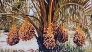 [2] Recent Acquaintance by Some of Us with Other Students of the Senior Scholars After 30 Years