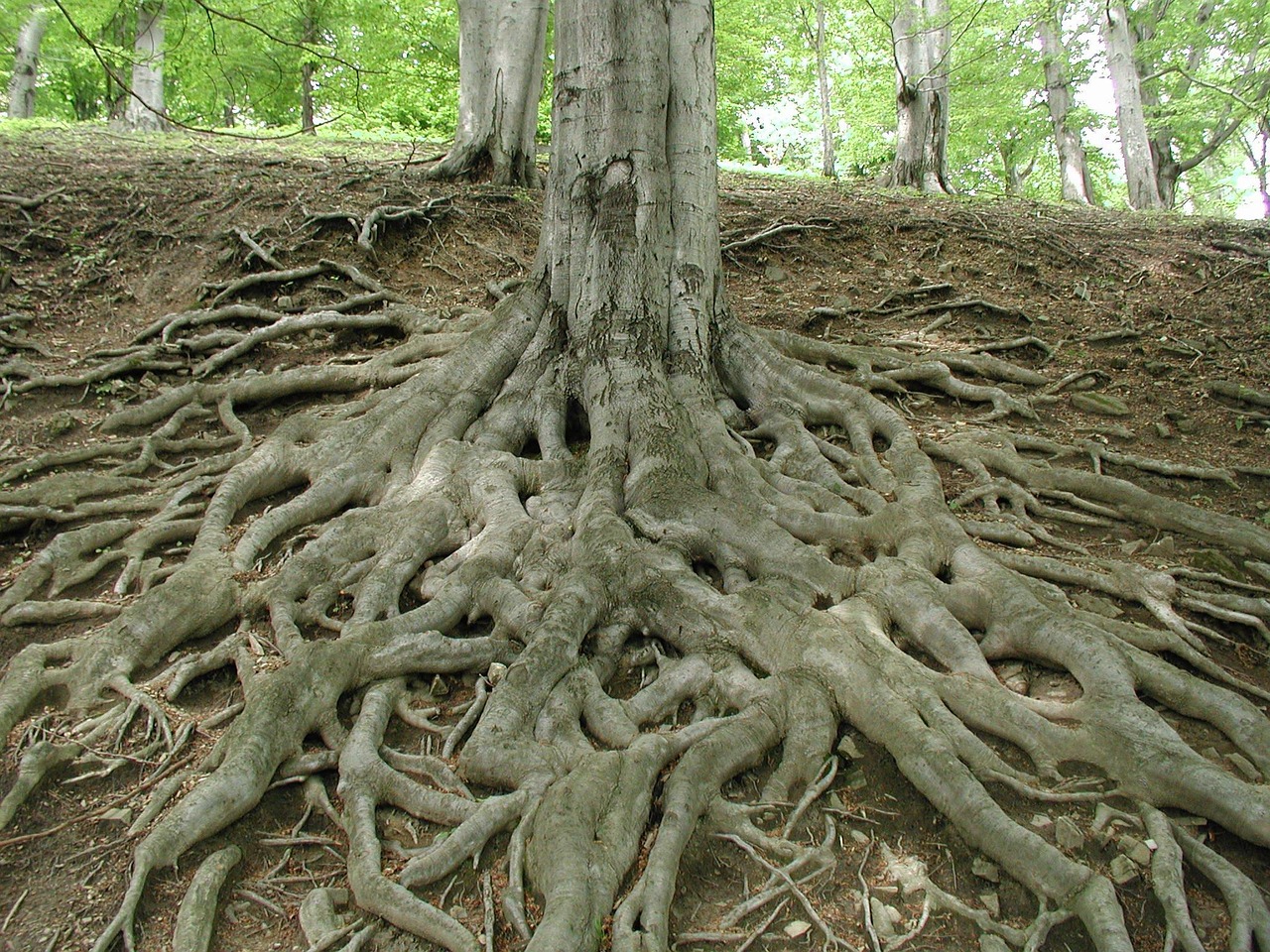 root, tree trunk, tree, forest, nature, environment, quiet, grow, shallow root, root, root, root, root, root