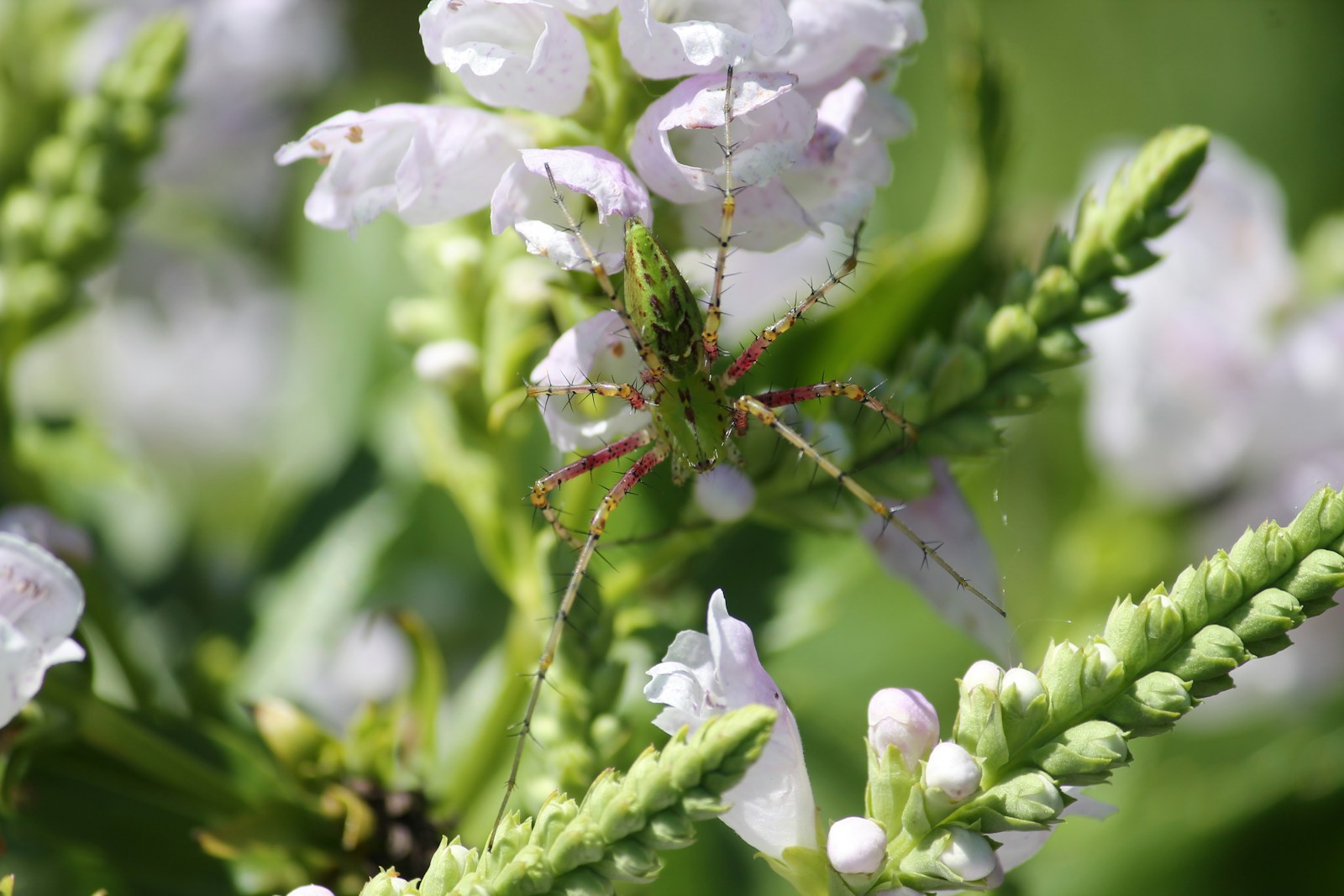A close up of some white flowers with green stems