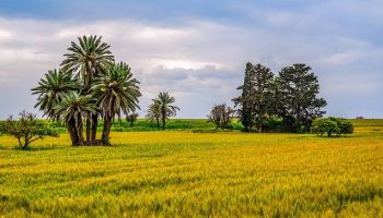 Scholars of Ahlul Hadith: Respectful disagreement
