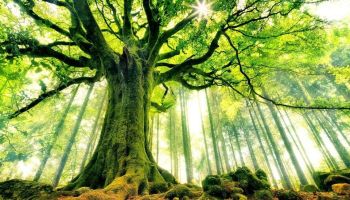 A Conversation Between Two Men of Equity – Ash-Shaafi’ee and Muhammad