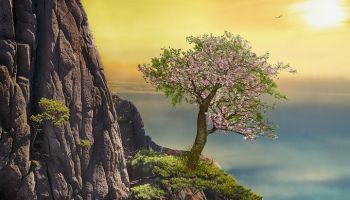 Value of the Dawah in Sight of Al-Allamah Muqbil